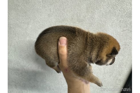 成約済の岡山県の豆柴-325917の4枚目
