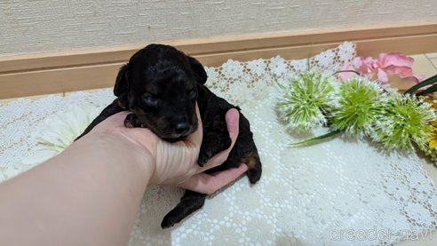 成約済の広島県のタイニープードル-325919の118枚目