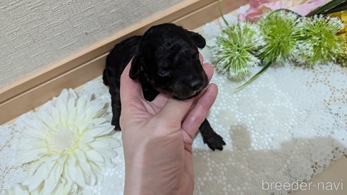 成約済の広島県のタイニープードル-325919の114枚目