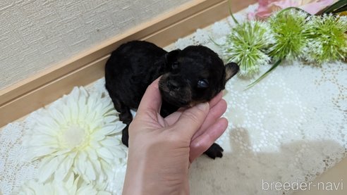 成約済の広島県のタイニープードル-325919の115枚目