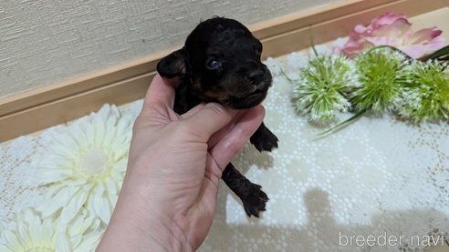 成約済の広島県のタイニープードル-325919の112枚目