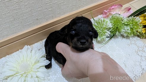 成約済の広島県のタイニープードル-325919の111枚目