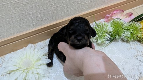 成約済の広島県のタイニープードル-325919の109枚目
