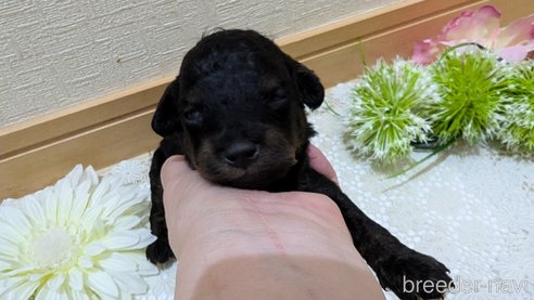 成約済の広島県のタイニープードル-325919の106枚目