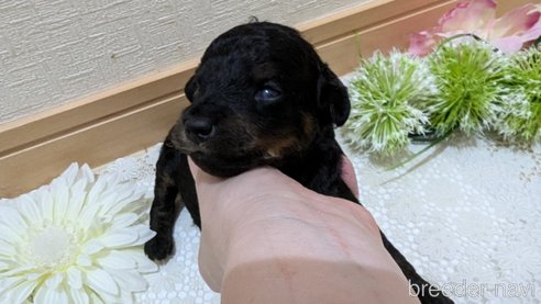 成約済の広島県のタイニープードル-325919の107枚目