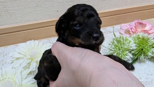 成約済の広島県のタイニープードル-325921の122枚目