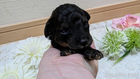 成約済の広島県のタイニープードル-325921の123枚目
