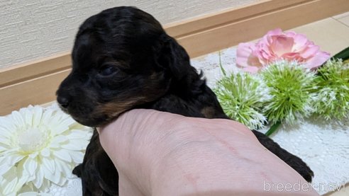 成約済の広島県のタイニープードル-325921の121枚目