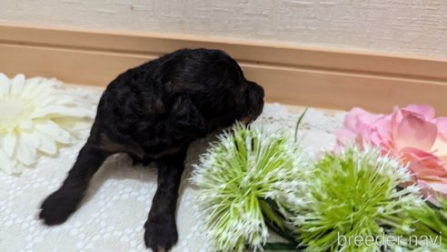 成約済の広島県のタイニープードル-325921の114枚目