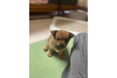 成約済の大分県のミックス犬-324779の13枚目