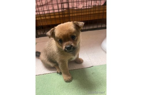 成約済の大分県のミックス犬-324779の12枚目