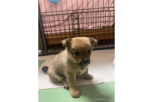 成約済の大分県のミックス犬-324779の11枚目