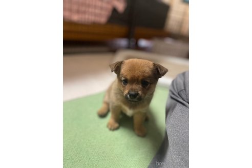 成約済の大分県のミックス犬-324779の10枚目