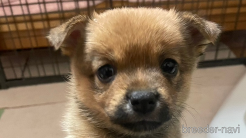 成約済の大分県のミックス犬-324779の9枚目