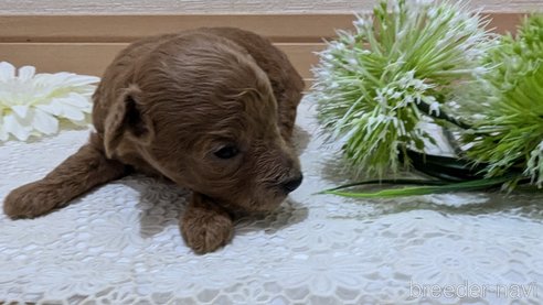 成約済の広島県のタイニープードル-325925の205枚目