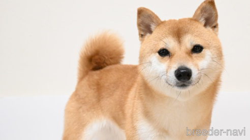 ビーノちゃん1枚目