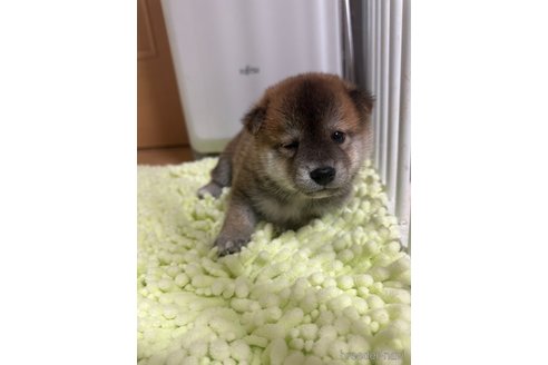成約済の高知県の豆柴-322972の2枚目