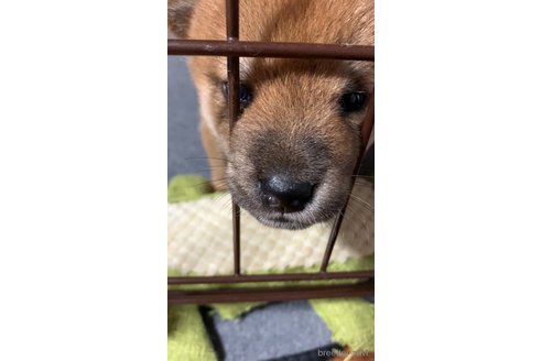 成約済の熊本県の柴犬-323900の11枚目