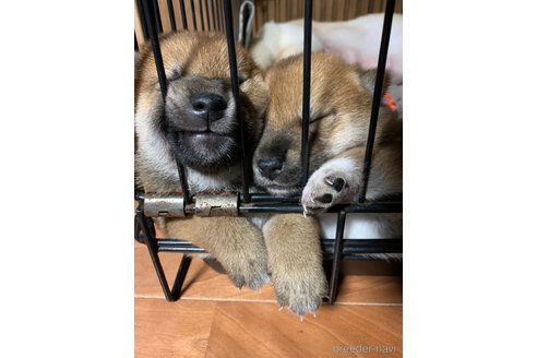 成約済の熊本県の柴犬-323900の12枚目