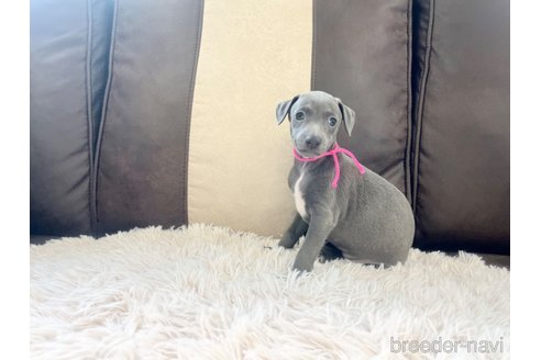 成約済の三重県のイタリアングレーハウンド(イタグレ)-325940の7枚目