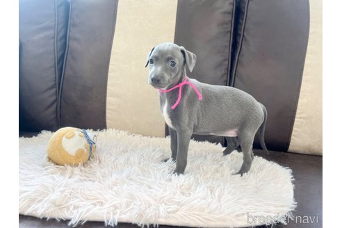 成約済の三重県のイタリアングレーハウンド(イタグレ)-325940の2枚目
