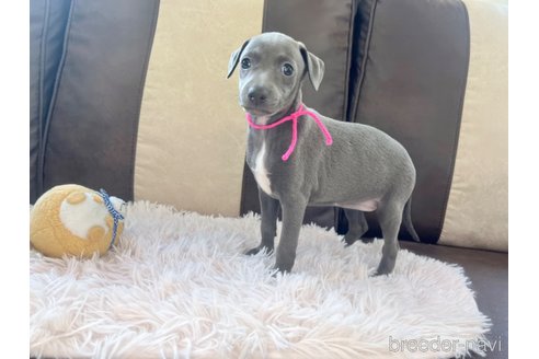 成約済の三重県のイタリアングレーハウンド(イタグレ)-325940の3枚目