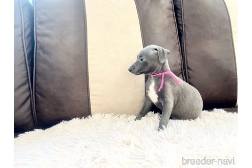 成約済の三重県のイタリアングレーハウンド(イタグレ)-325940の4枚目