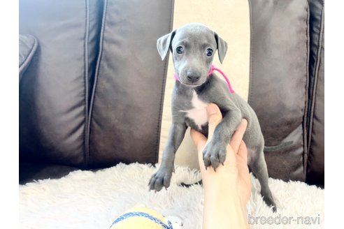 成約済の三重県のイタリアングレーハウンド(イタグレ)-325940の5枚目