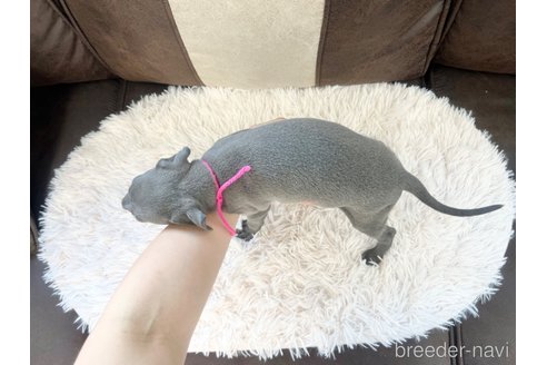 成約済の三重県のイタリアングレーハウンド(イタグレ)-325940の6枚目