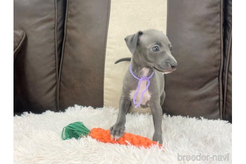 成約済の三重県のイタリアングレーハウンド(イタグレ)-325942の9枚目