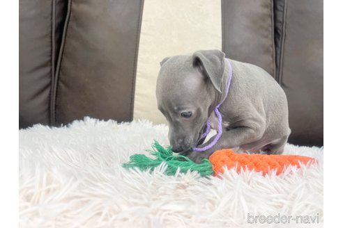 成約済の三重県のイタリアングレーハウンド(イタグレ)-325942の2枚目