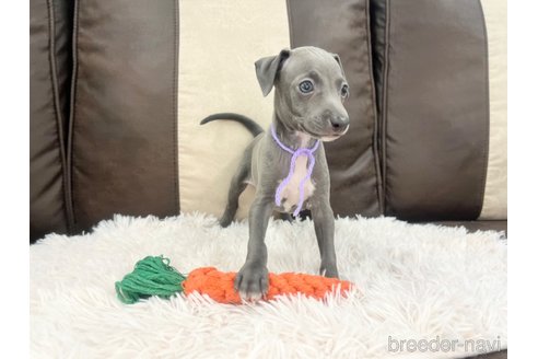 成約済の三重県のイタリアングレーハウンド(イタグレ)-325942の5枚目