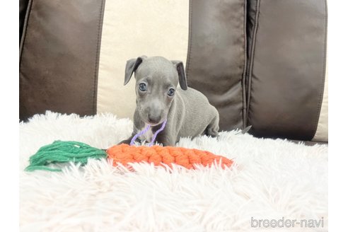 成約済の三重県のイタリアングレーハウンド(イタグレ)-325942の3枚目