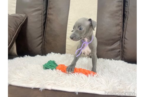 成約済の三重県のイタリアングレーハウンド(イタグレ)-325942の6枚目