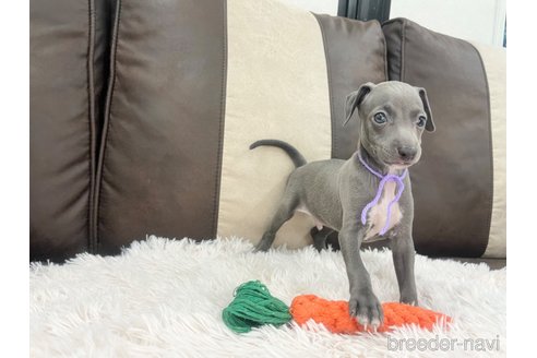 成約済の三重県のイタリアングレーハウンド(イタグレ)-325942の4枚目