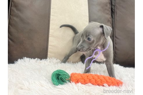 成約済の三重県のイタリアングレーハウンド(イタグレ)-325942の7枚目