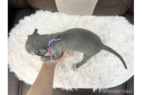 成約済の三重県のイタリアングレーハウンド(イタグレ)-325942の8枚目