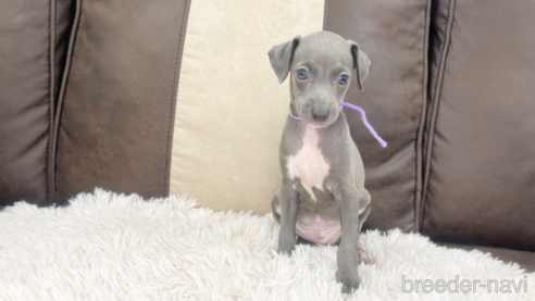 成約済の三重県のイタリアングレーハウンド(イタグレ)-325942の1枚目