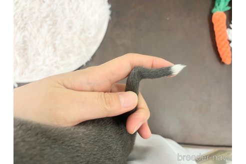 成約済の三重県のイタリアングレーハウンド(イタグレ)-325943の3枚目