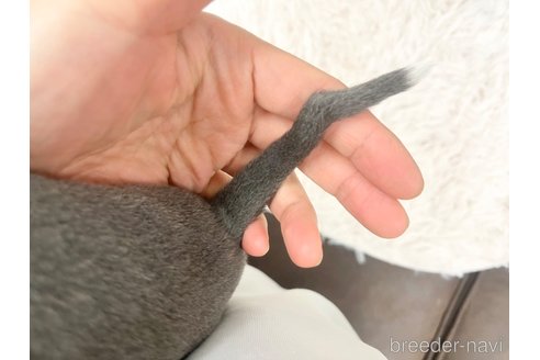 成約済の三重県のイタリアングレーハウンド(イタグレ)-325943の5枚目