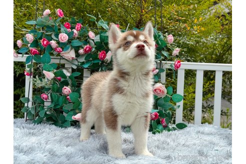 成約済の茨城県のシベリアンハスキー-326089の3枚目