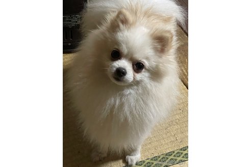 成約済の岡山県のポメラニアン-325958