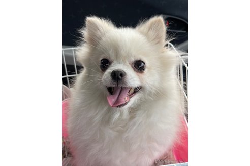 成約済の岡山県のポメラニアン-325958の2枚目