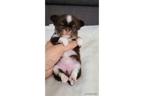 成約済の愛知県のチワワ(ロングコート)-325296の8枚目
