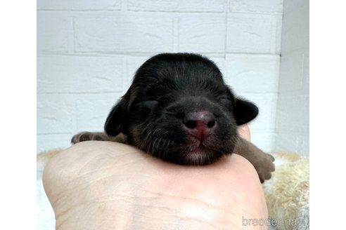 成約済の愛知県のカニンヘンダックスフンド(ロングヘアード)-325971の24枚目