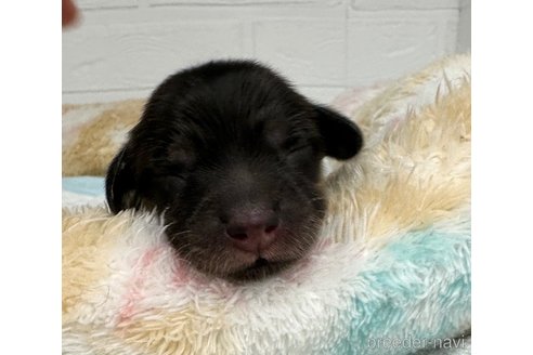 成約済の愛知県のカニンヘンダックスフンド(ロングヘアード)-325973の16枚目