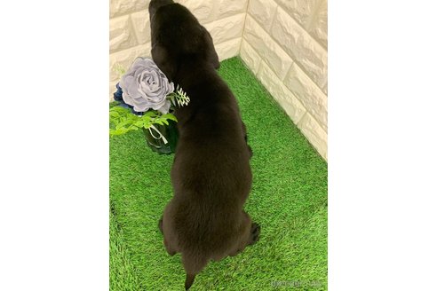 成約済の岡山県のラブラドールレトリーバー-326019の2枚目
