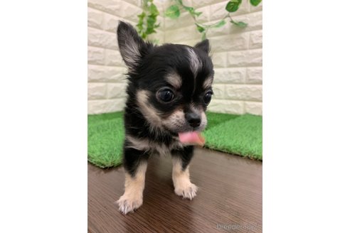 成約済の岡山県のチワワ(ロングコート)-326020の2枚目