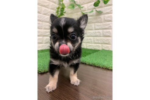 成約済の岡山県のチワワ(ロングコート)-326020の3枚目