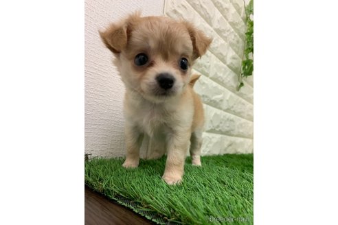 成約済の岡山県のチワワ(ロングコート)-326022の6枚目